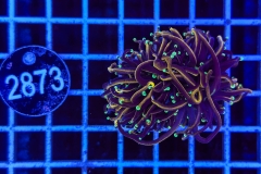 Euphyllia glabrescens