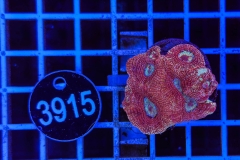 Acanthastrea bowerbanki