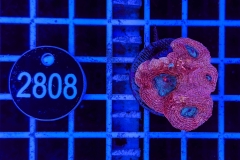 Acanthastrea bowerbanki