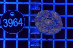 Acanthastrea bowerbanki