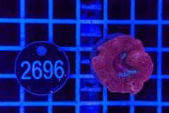 Acanthastrea bowerbanki