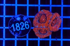 Acanthastrea lordhowensis