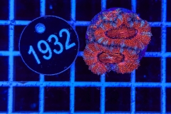 Acanthastrea lordhowensis