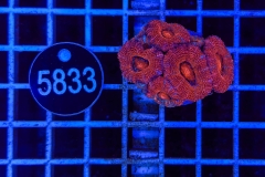 Acanthastrea lordhowensis