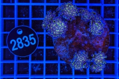 Euphyllia paraancora