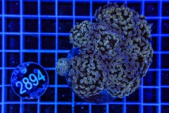 Euphyllia paraancora