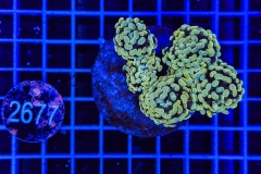 Euphyllia paraancora