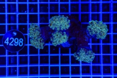 Euphyllia paraancora