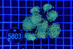 Euphyllia paraancora