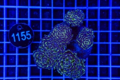 Euphyllia paraancora