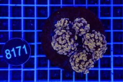 Euphyllia paraancora