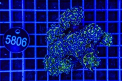 Euphyllia paraancora