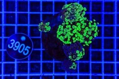 Euphyllia paraancora