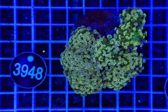 Euphyllia paraancora