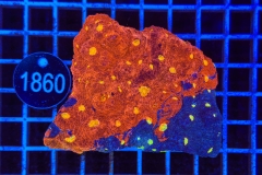 Echinophyllia Bugatti