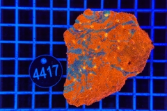 Echinophyllia Rainbow