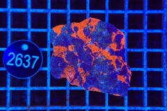 Echinophyllia Rainbow