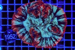 Trachyphyllia geoffroyi