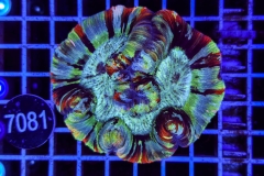 Trachyphyllia geoffroyi