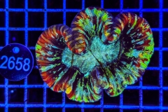 Trachyphyllia geoffroyi