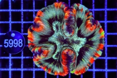 Trachyphyllia geoffroyi