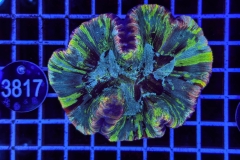 Trachyphyllia geoffroyi