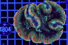 Trachyphyllia geoffroyi