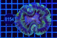 Trachyphyllia geoffroyi