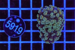 Euphyllia paraancora