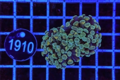 Euphyllia paraancora