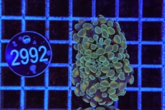 Euphyllia paraancora