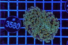 Euphyllia paraancora