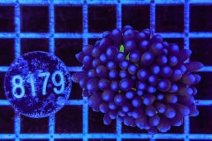 Euphyllia glabrescens