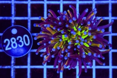 Euphyllia glabrescens