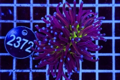 Euphyllia glabrescens