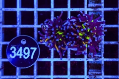 Euphyllia glabrescens