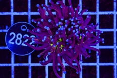 Euphyllia glabrescens