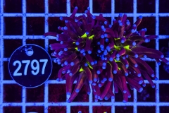 Euphyllia glabrescens