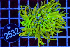 Euphyllia glabrescens Holy Grail