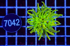 Euphyllia glabrescens Holy Grail