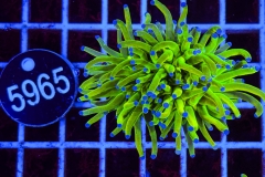 Euphyllia glabrescens Holy Grail