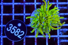 Euphyllia glabrescens Holy Grail