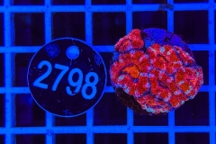 Acanthastrea lordhowensis