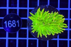 Euphyllia glabrescens Holy Grail