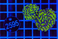 Euphyllia paraancora