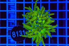 Euphyllia glabrescens Holy Grail