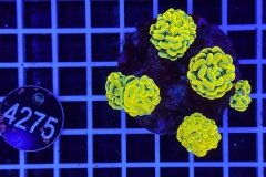 Euphyllia paraancora