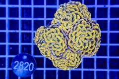 Euphyllia paraancora