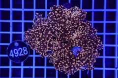 Euphyllia paradivisa