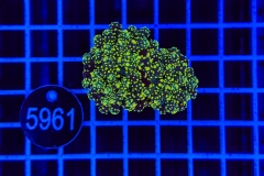 Euphyllia paradivisa